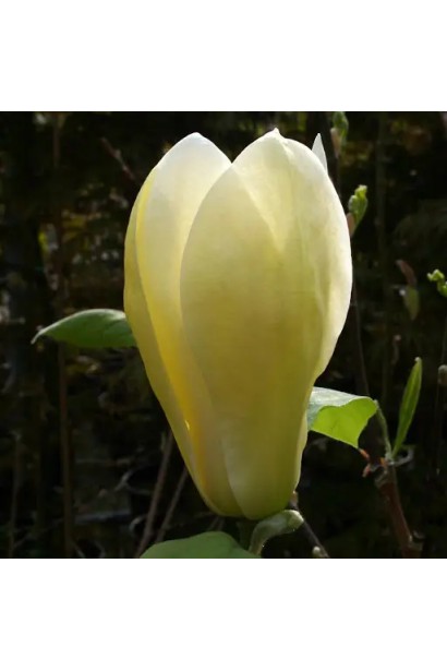 Магнолія гібридна Жовтий ліхтар